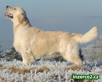 Zlatý retrívr - golden retriever s PP štěňata_1 510720_1.jpg