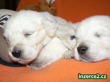 Zlatý retrívr - golden retriever s PP štěňata_2 510720_2.jpg