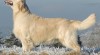 Zlatý retrívr - golden retriever s PP štěňata 510720_t.jpg