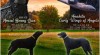 Curly coated retriever 510913_t.jpg