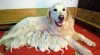Zlatý retriever 511032_t.jpg