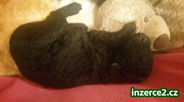 Štěně Curly coated retrievera_1 511475_1.jpg