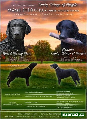Štěně Curly coated retrievera_2 511475_2.jpg