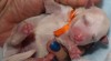 Bišonek - Bichon Frisé 512827_t.jpg