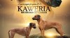 Šteniatka rhodesian ridgeback s PP 512852_t.jpg