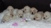 Prodám štěňata - Zlatý retrívr - Golden retriever 512853_t.jpg