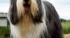 Bearded collie 512929_t.jpg