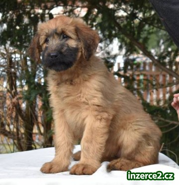Štěňata briard k odběru s PP_1 512962_1.jpg