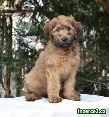 Štěňata briard k odběru s PP_2 512962_2.jpg