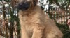Štěňata briard k odběru s PP 512962_t.jpg