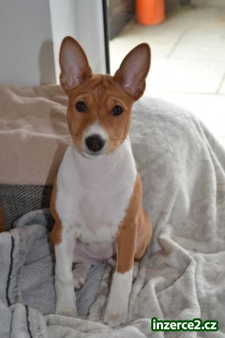 BASENJI ŠTĚŇÁTKO_1 513045_1.jpg