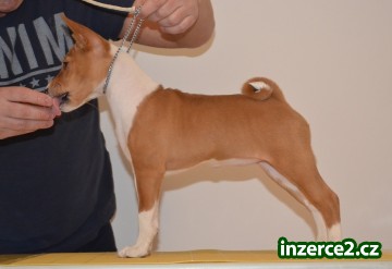BASENJI ŠTĚŇÁTKO_2 513045_2.jpg
