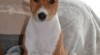 BASENJI ŠTĚŇÁTKO 513045_t.jpg