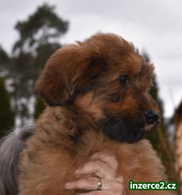 Briard štěňata s PP po výborných rodičích_1 513245_1.jpg