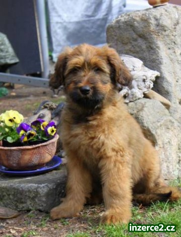 Briard štěňata s PP po výborných rodičích_2 513245_2.jpg