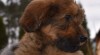 Briard štěňata s PP po výborných rodičích 513245_t.jpg