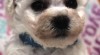 Bišonek - Bichon - Frisé 513598_t.jpg