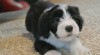 Bearded collie 513686_t.jpg