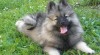 Německý špic vlčí / Keeshond 513713_t.jpg
