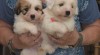 Coton de Tuléar 514336_t.jpg