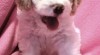 Lagotto Romagnolo - Italský vodní pes 515024_t.jpg