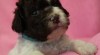 Lagotto Romagnolo - Italský vodní pes 515054_t.jpg