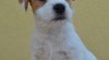 Parson russel terrier - štěňata s PP 515402_t.jpg