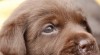 Labrador 515439_t.jpg
