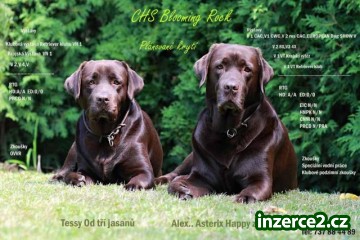 Labrador retriever štěňata s PP_1 515785_1.jpg