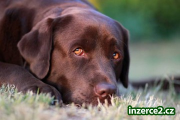 Labrador retriever štěňata s PP_2 515785_2.jpg