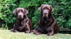 Labrador retriever štěňata s PP 515785_t.jpg