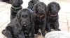 Flat Coated Retriever s PP - predaj 515974_t.jpg