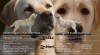 Štěňátka labradorů a zlatých retrívrů 516059_t.jpg
