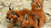 savannah koťátko a koťata Caracal na prodej 516380_t.jpg