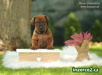 Rhodesian ridgeback s pp_1 516662_1.jpg