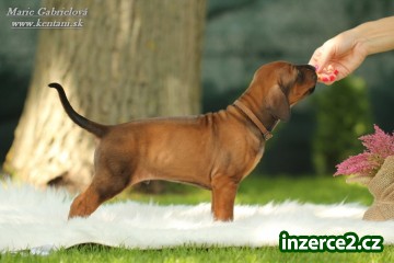 Rhodesian ridgeback s pp_2 516662_2.jpg