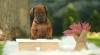 Rhodesian ridgeback s pp 516662_t.jpg