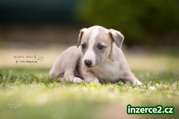 Whippet štěňátka_1 516663_1.jpg