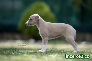 Whippet štěňátka_2 516663_2.jpg