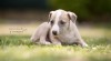 Whippet štěňátka 516663_t.jpg