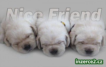 Štěňátka zlatých retrívrů a labradorů_1 516711_1.jpg