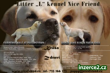 Štěňátka zlatých retrívrů a labradorů_2 516711_2.jpg
