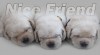 Štěňátka zlatých retrívrů a labradorů 516711_t.jpg