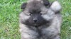 Německý špic vlčí / Keeshond 516852_t.jpg