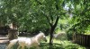 Minipony 516897_t.jpg