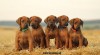 Rhodesian ridgeback s pp 516918_t.jpg