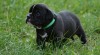 Continental Bulldog 516937_t.jpg