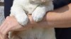 Štěňátka zlatých retrívrů a labrador 517093_t.jpg