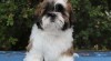 Shih-tzu, ši-tzu štěňátka s PP 517121_t.jpg