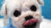 Bišonek - Bichon Frisé 517569_t.jpg
